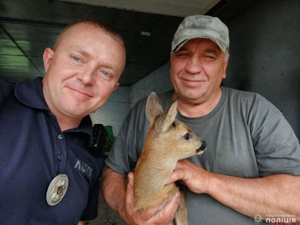 В Николаевской области спасли маленькую косулю от стаи бродячих собак