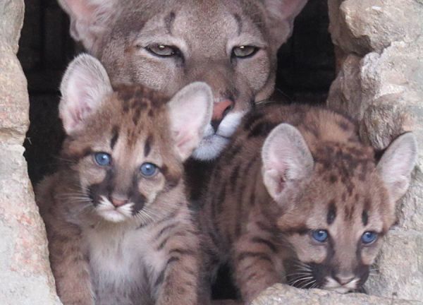 Пополнение в Николаевском зоопарке: в трех кошачьих семьях родились малыши (фото)