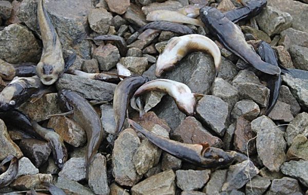 Специалисты назвали причину массового выброса рыбы на берег лимана на Николаевщине