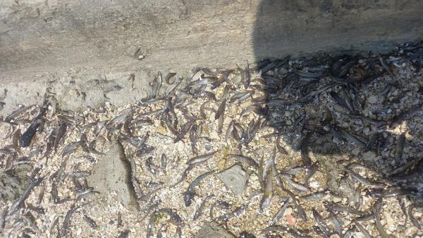 В Южном Буге в районе Матвеевки произошел массовый замор рыбы