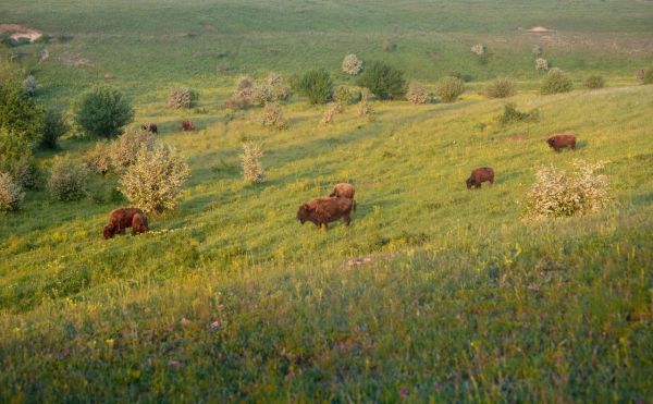 Годовщина природного заповедника «Еланецкая степь»: 28 лет охраны целинных степей