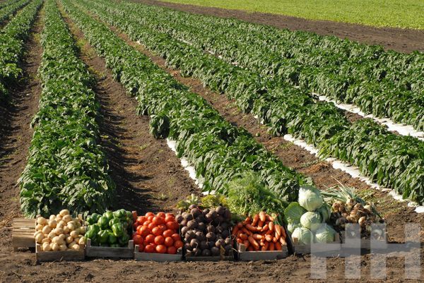 В 2024 году гектар сельхозземли в Николаевской области стоит дороже 34 тысяч