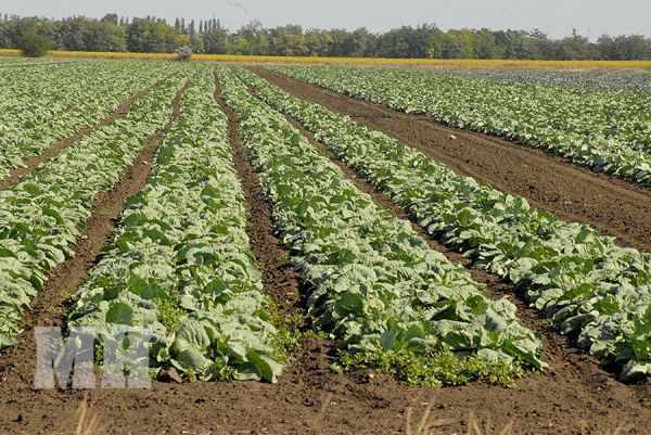 На Николаевщине жара высушила почву под сельхозкультурами: прогнозируется существенное снижение урожая