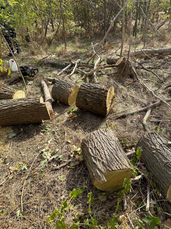 В Николаевской области неизвестные спилили 15 деревьев