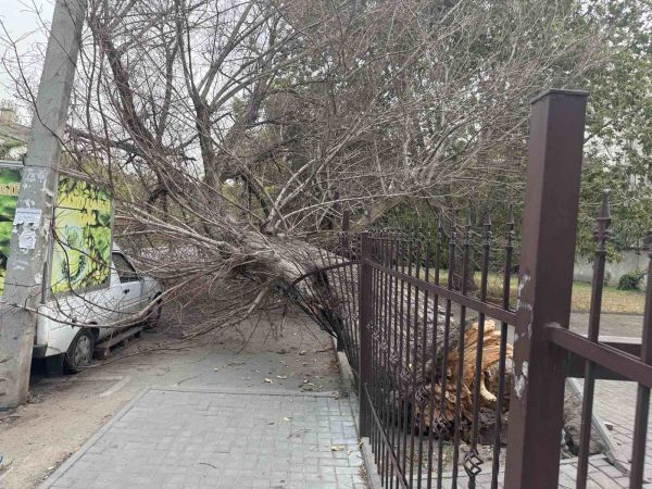 В Николаеве дерево оборвало провода и накрыло нелегальную мобильную кофейню (фото)