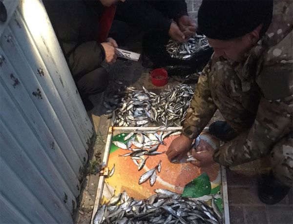 В курортной зоне на Николаевщине задержали браконьера с уловом на 4 миллиона гривен