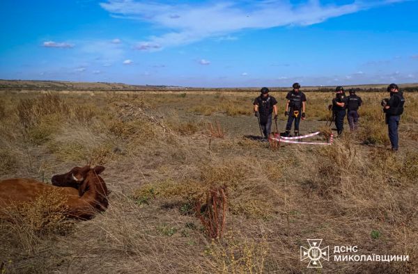 На Николаевщине стадо подорвалось на минном поле, хозяйку коровы спасли саперы