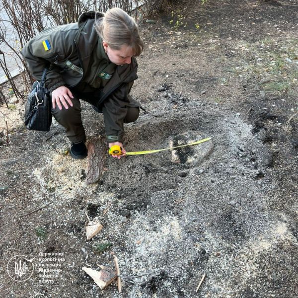 На Намыве в Николаеве спилили голубую ель