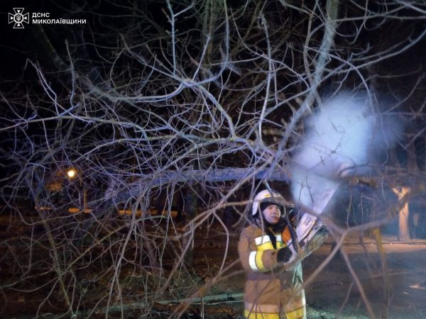 На Николаевщине ночью большое дерево упало на дорогу