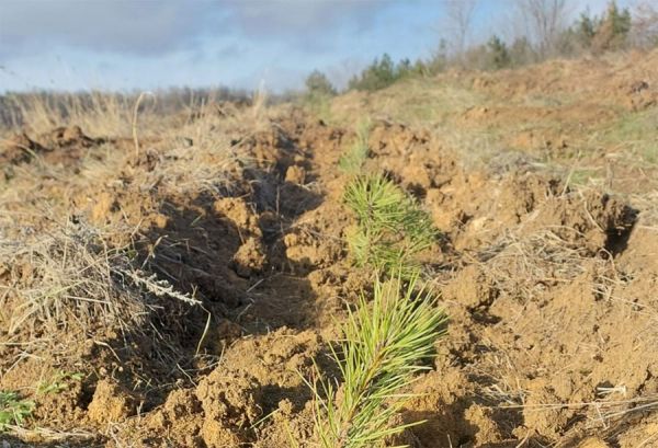 В прифронтовой Николаевской области продолжается масштабная лесокультурная кампания