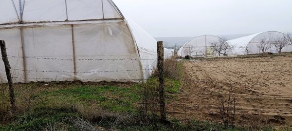 На Николаевщине предприниматель самовольно установил теплицы в лесу и устроил рядом свалку