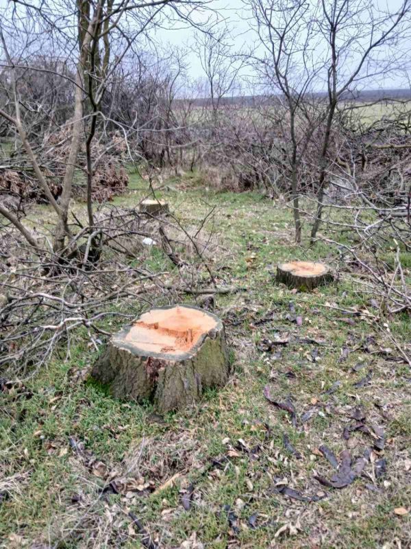 В Николаевской области неизвестные спилили кленов и гледичий на полмиллиона гривен