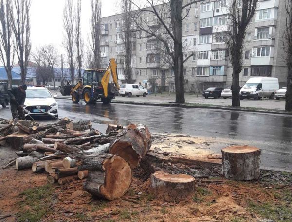 В Николаеве коммунальщики снова спилили деревья: разрешения ни полиции, ни экологам не показали