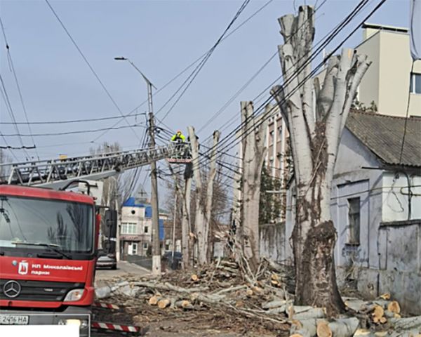 «Николаевские парки» опять спилили деревья в центре города